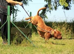 training of a bordeaux mastiff