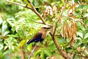 colorful songbird is sitting on a tree branch