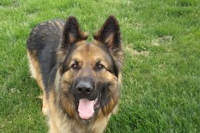 german shepherd on green grass close up