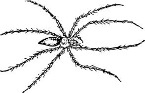 Spider Bug drawing