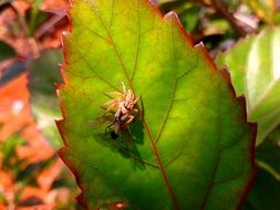 spider on a bright leaf in the sunlight