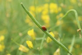 Ladybug Crawling on a blade of grass