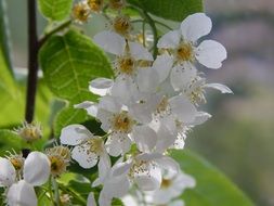 Birdcherry, white Flowers, macro