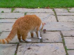 Orange cat on a street