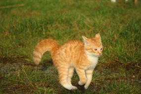 frolicking red kitten on the meadow