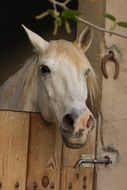 white farm horse in the stall