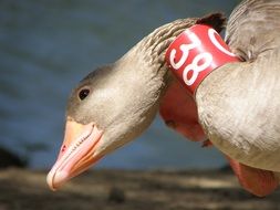 branded ring on the neck of a goose