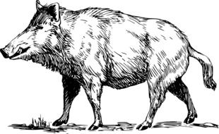 Wild Boar, black and white drawing