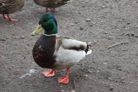 Mallard drake stays on grey ground