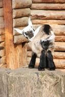Baby goat is on the farm