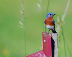 Male Bluebird sitting on pile at green background