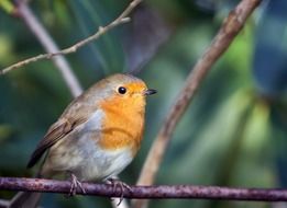 Closeup photo of robin bird