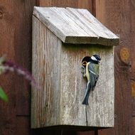 blue tit sits on wooden nesting box