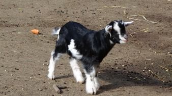 young farm goat outdoor