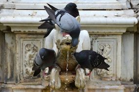 pigeons drink from the fountain