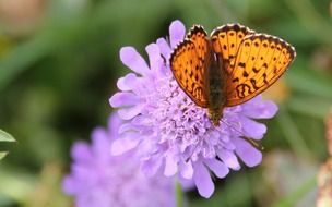 Brown Spotted mother-of-Pearl butterfly