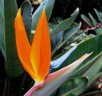 Orange Bright flower close-up on blurred background