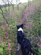 the dog walks among the flowers