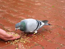 feeding pigeon grain