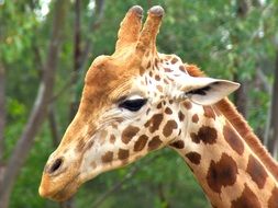 portrait of an african giraffe