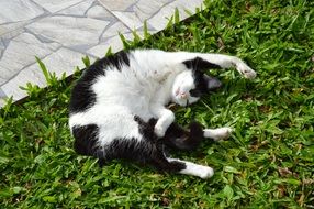 black and white cat sleeping on the grass