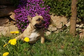 cute bulldog sitting in the hair