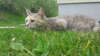gray cat is lying on the grass in the garden