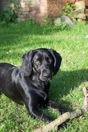 portrait of Black dog with wooden Stick