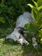 resting english setter in the shadow