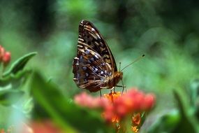 beatuful butterfly in the orchard