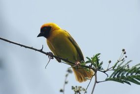 Beautiful colorful goldfinch on the branch