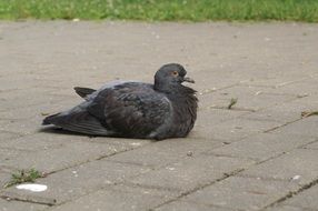 gray dove is resting on the cobblestones