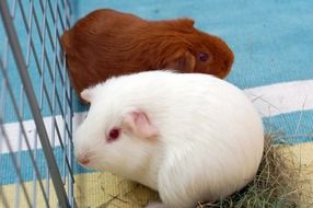 White and brown guinea pigs