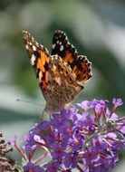 painted lady on the flower