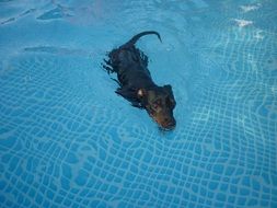 dog swimming in the pool