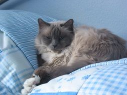 sleepy sacred birman