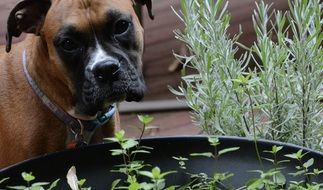 charming Dog Boxer