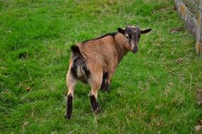 beautiful and cute Goat Mammal