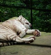relaxed White tiger in zoo