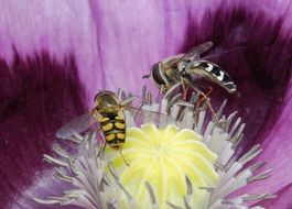 two hover flies on the flower