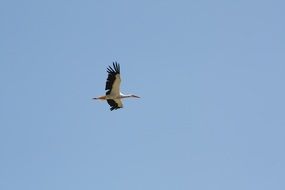 stork with wings spread high in the sky