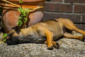 dog sleeps near the house