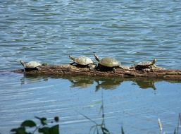 wild four turtles in the pond