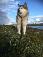 Alaskan Malamute in Norway