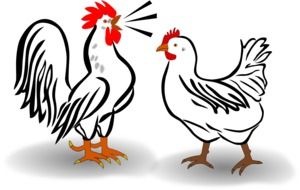 drawn chicken and rooster