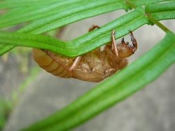 Cicada insect in summer