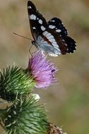 Butterfly Moth Thistle