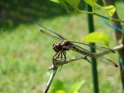 big dragonfly on a wooden branch closeup
