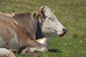 cow on pasture close up