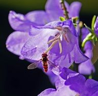 Hoverfly Bellflower Stamens